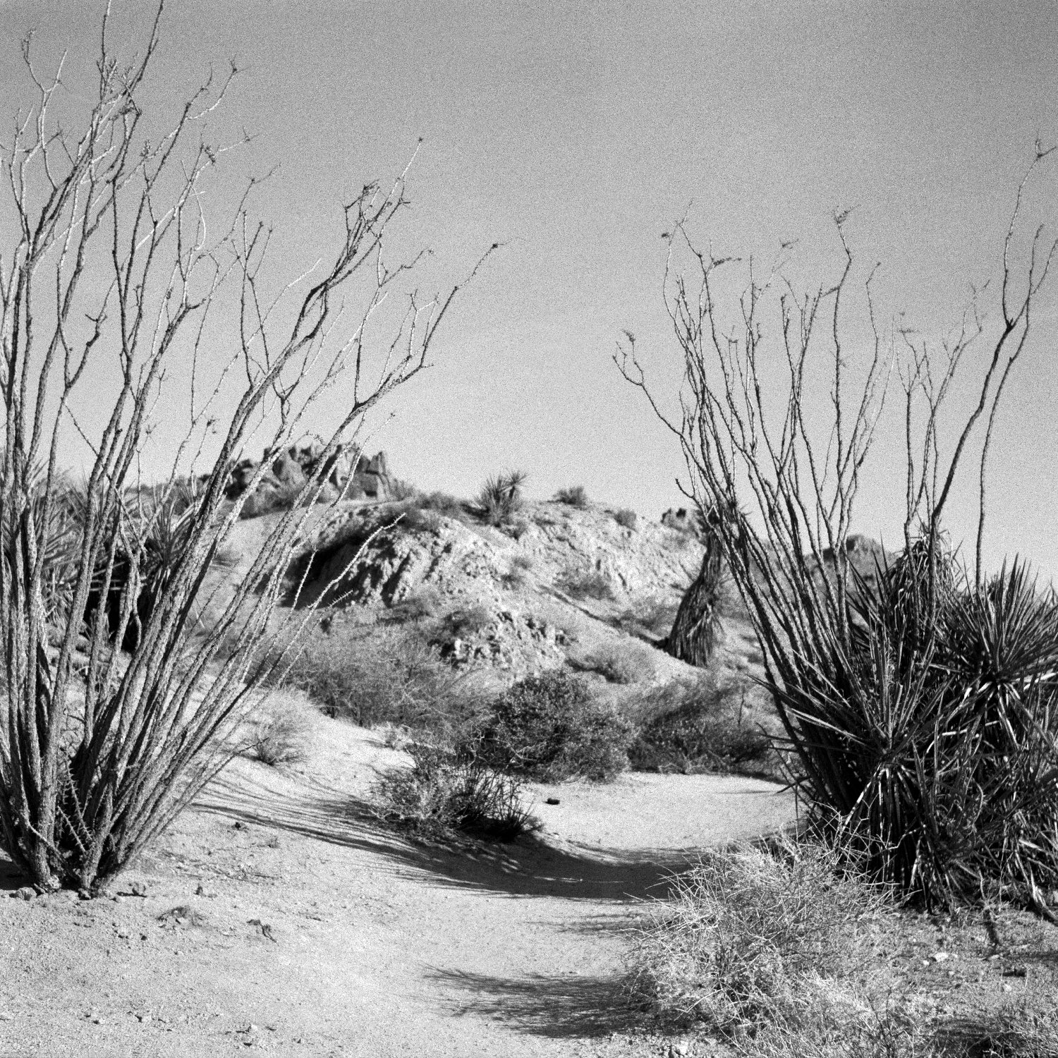 Joshua Tree 2 top